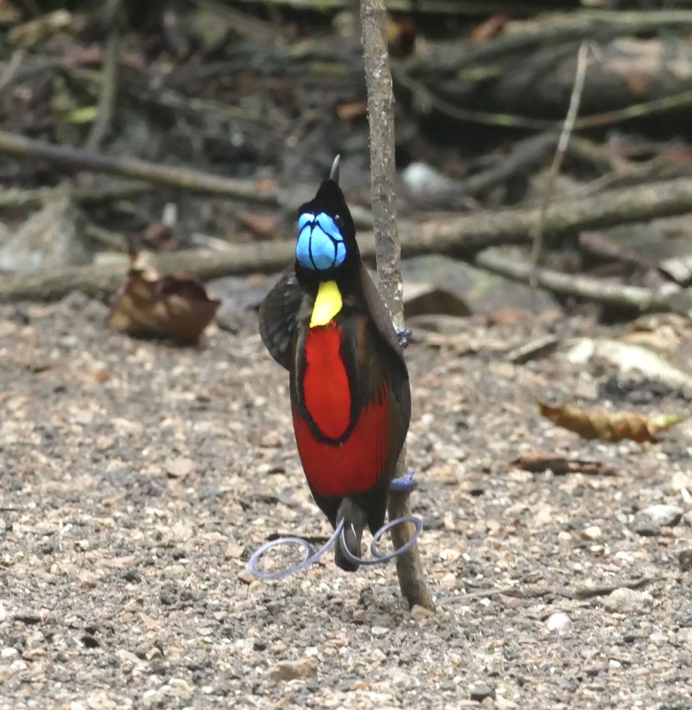 Wilson's Bird-of-paradise