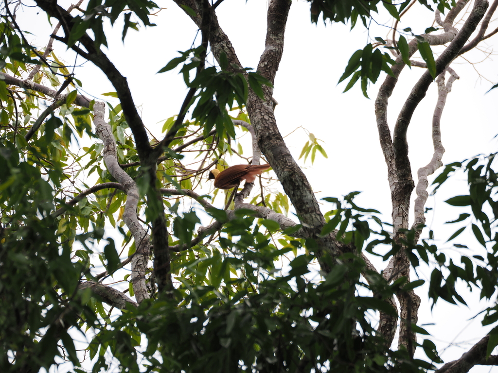 Red Bird-of-paradise