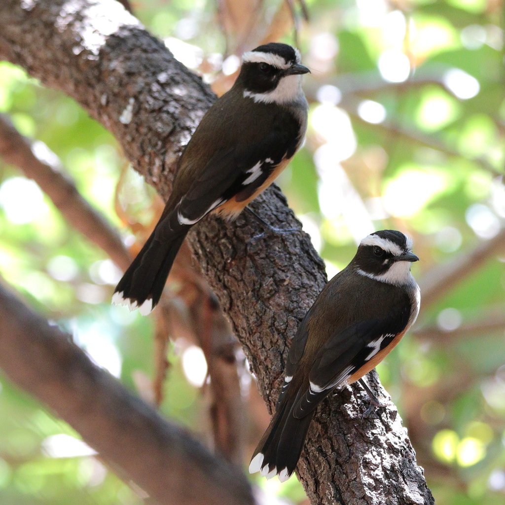 Buff-sided Robin