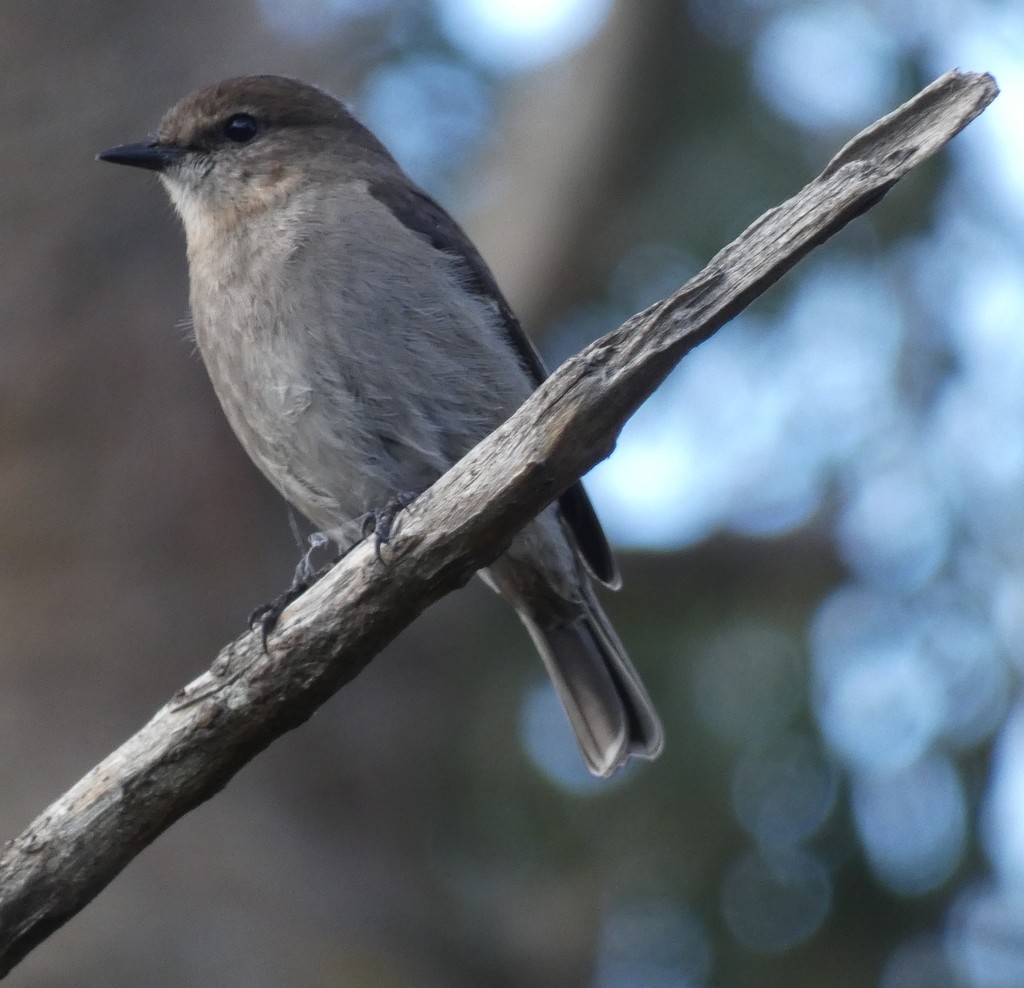 Dusky Robin