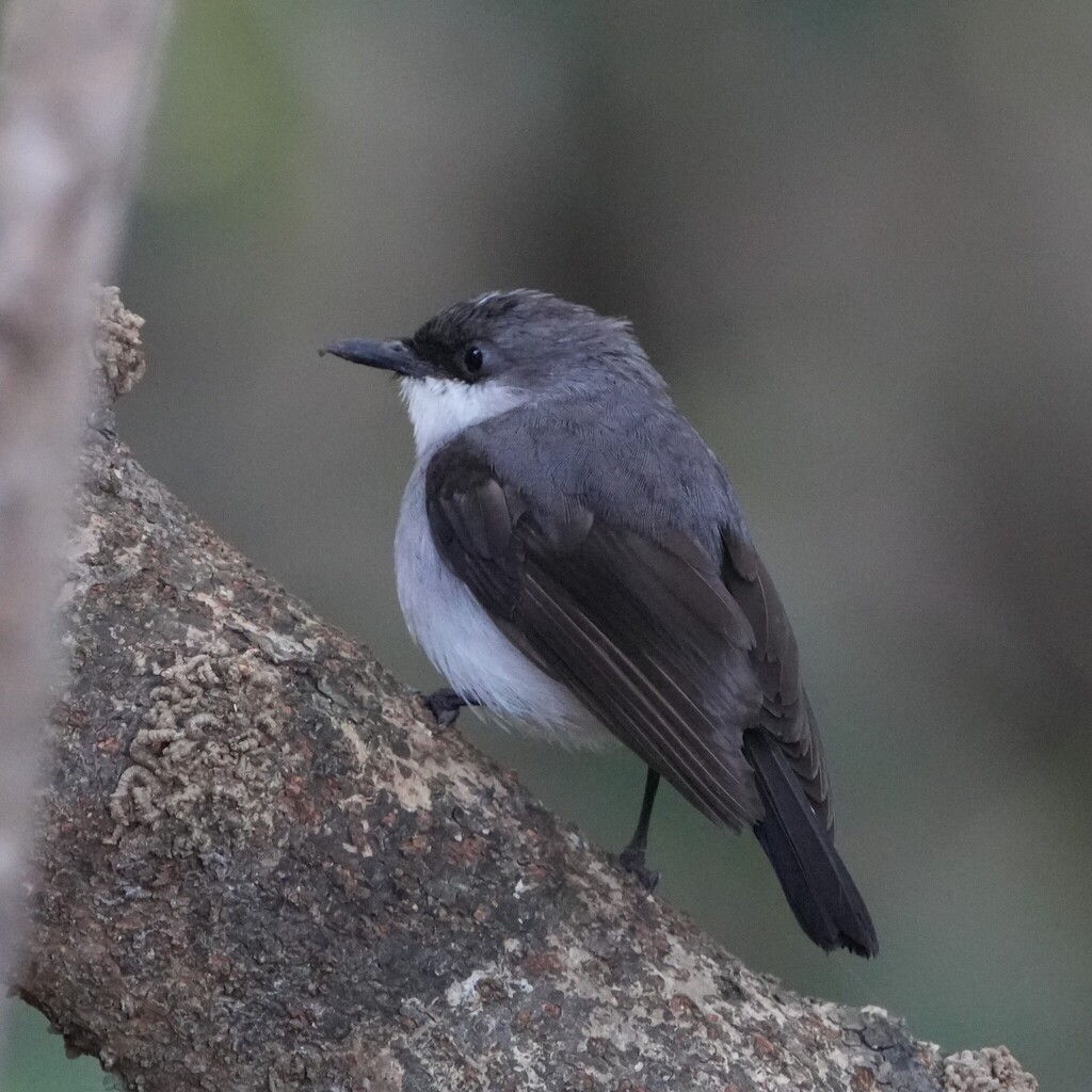 Mangrove Robin