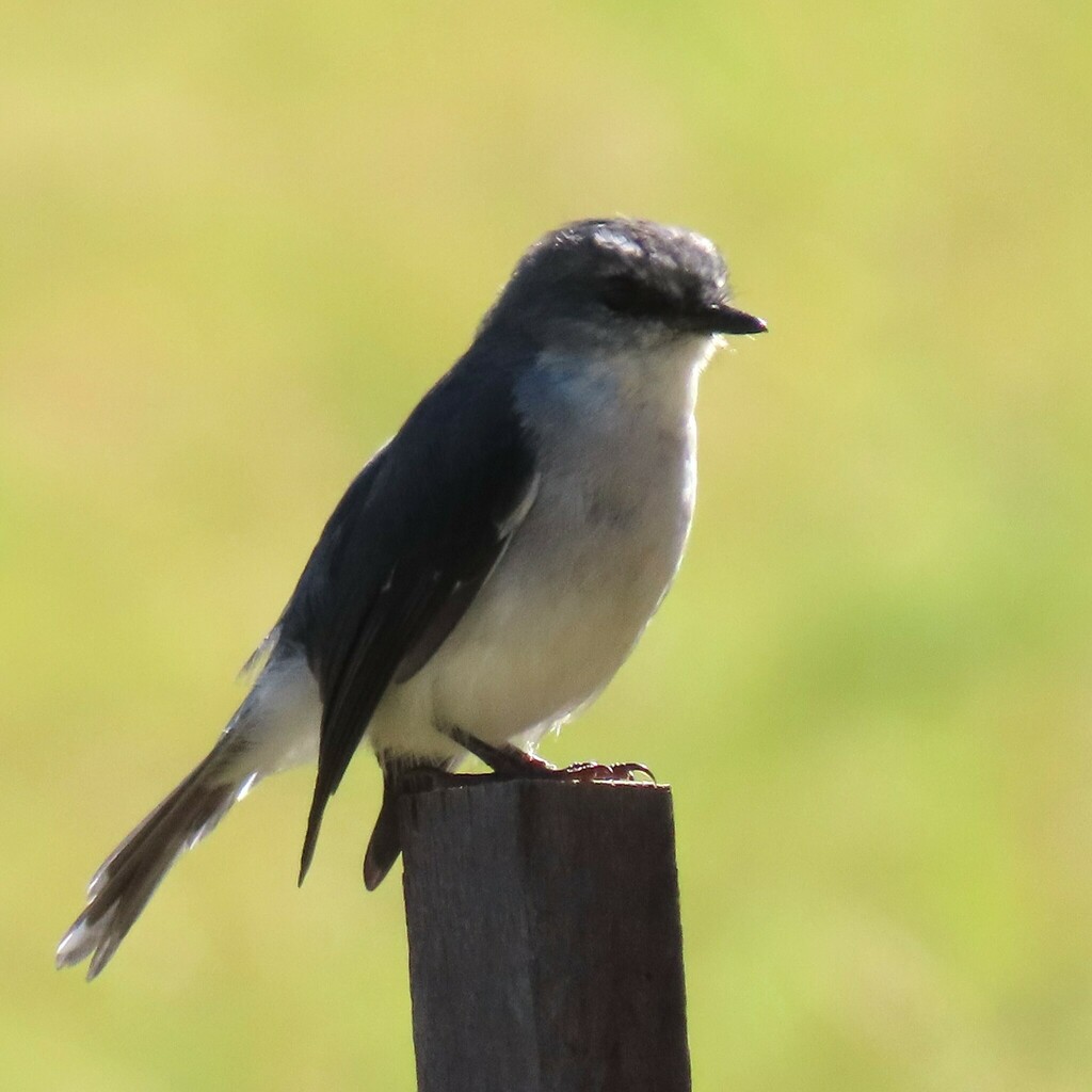 White-breasted Robin