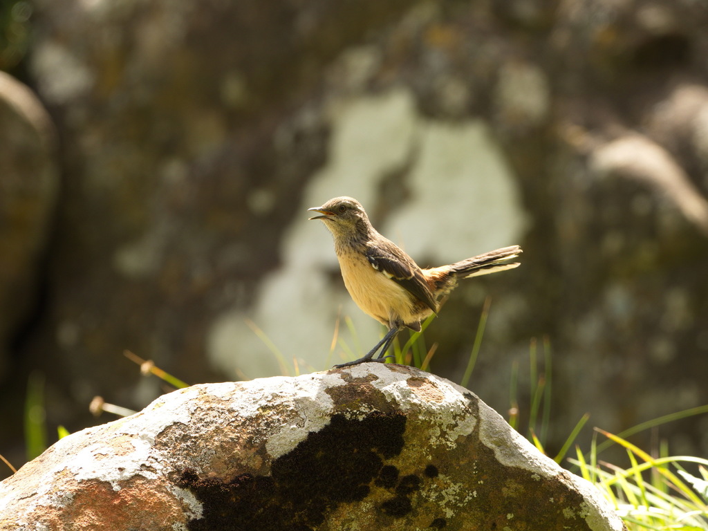 Drakensberg Rockjumper