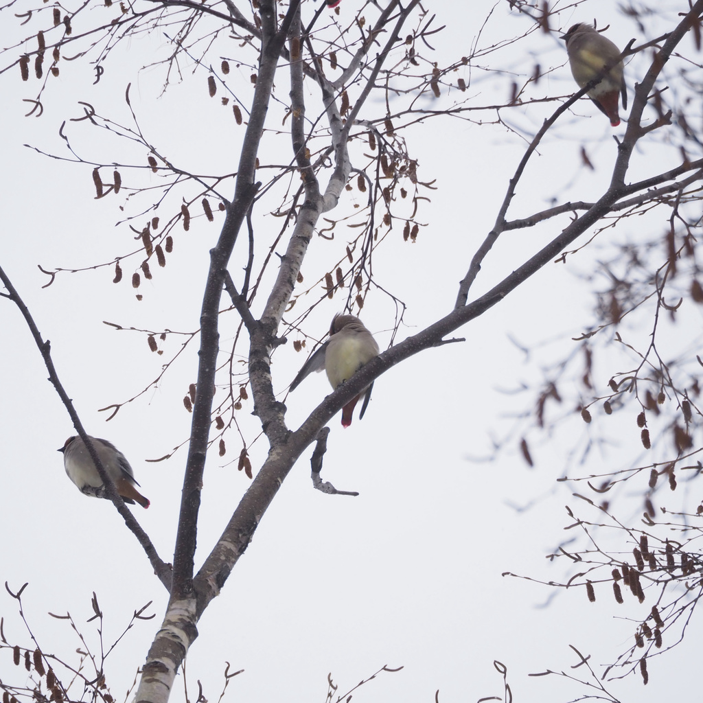 Japanese Waxwing