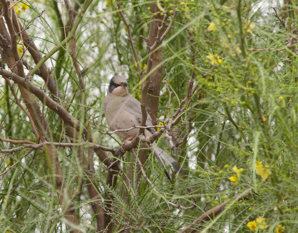 Grey Hypocolius