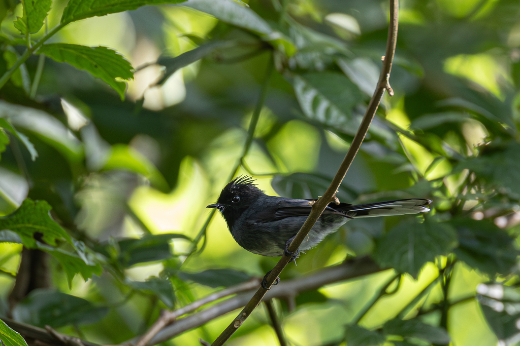 White-bellied Crested Flycatcher