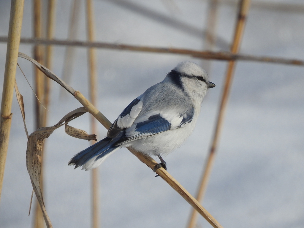 Azure Tit