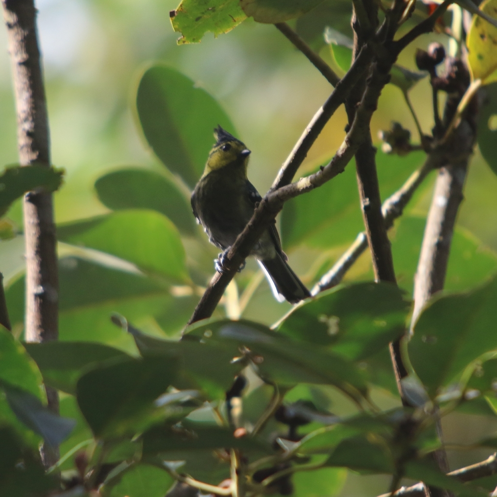 Carbonero carigualdo chino
