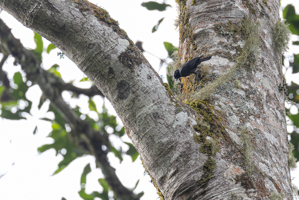 Dusky Tit