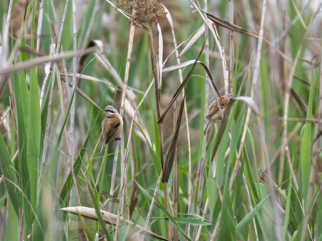Chinese Penduline Tit