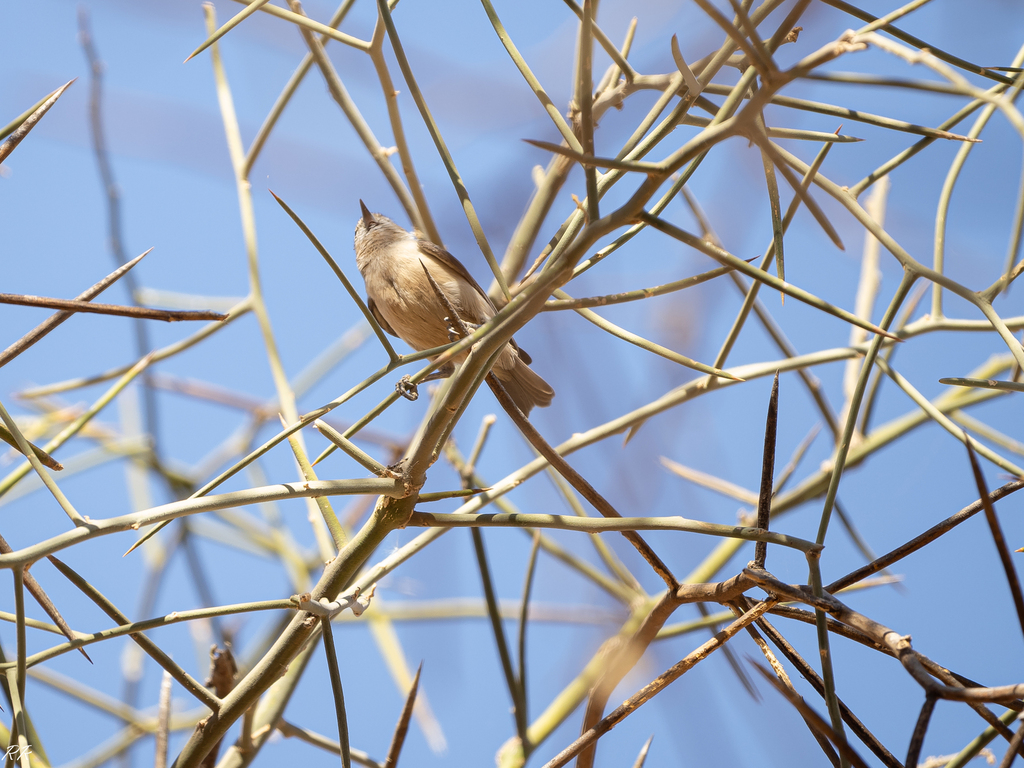 Sennar Penduline Tit