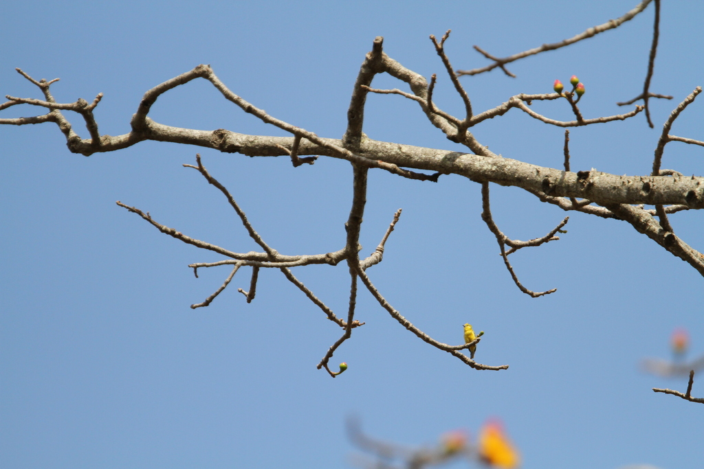 Yellow Penduline Tit