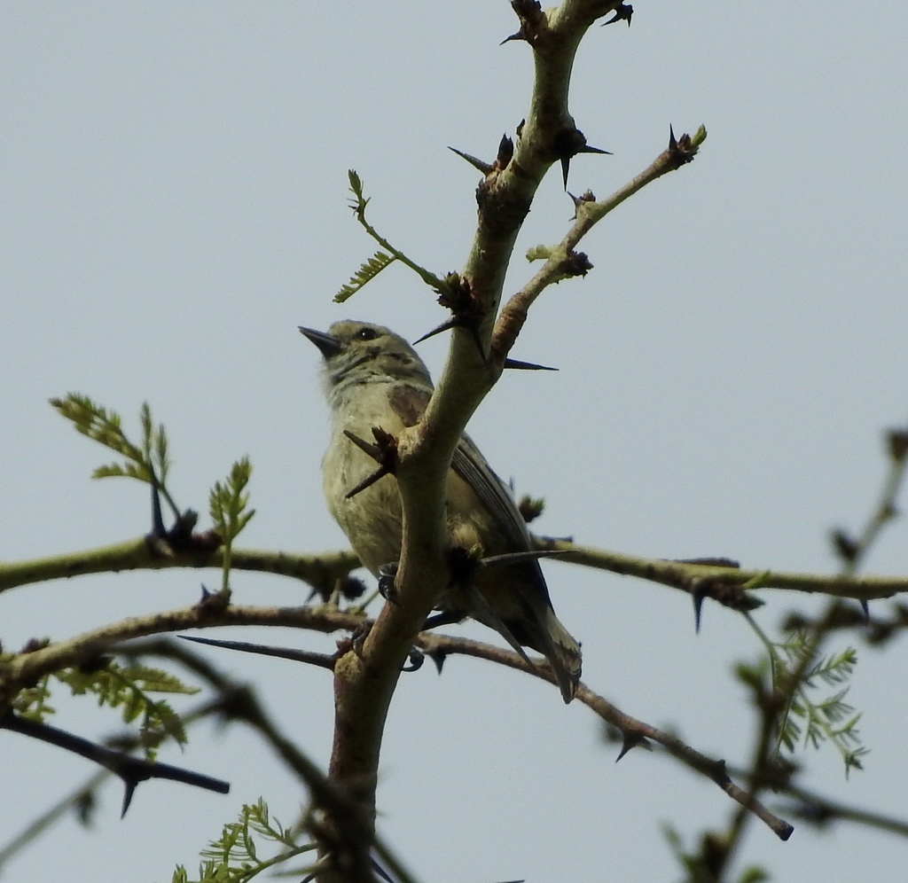 Grey Penduline Tit