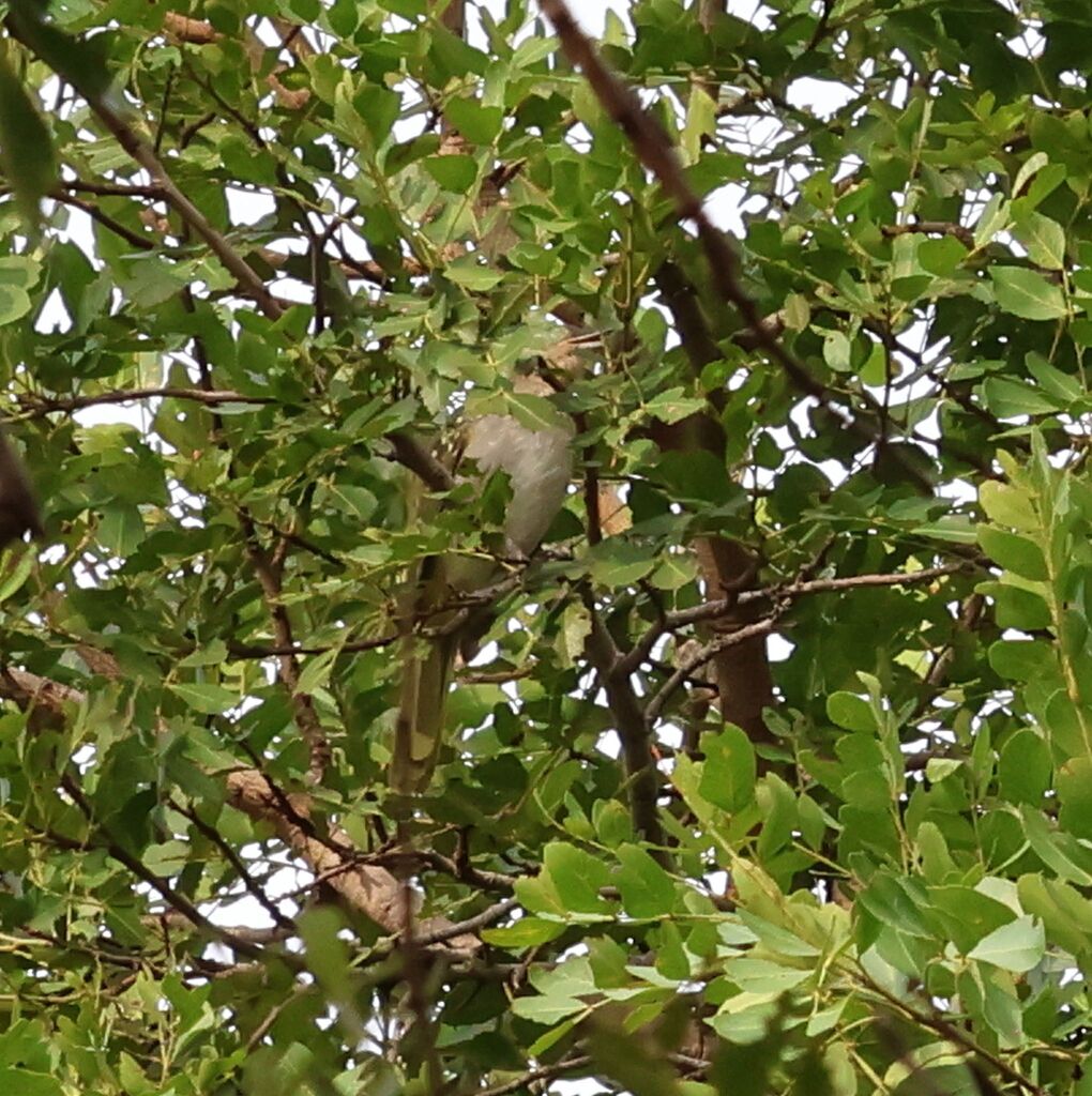 Eastern Nicator