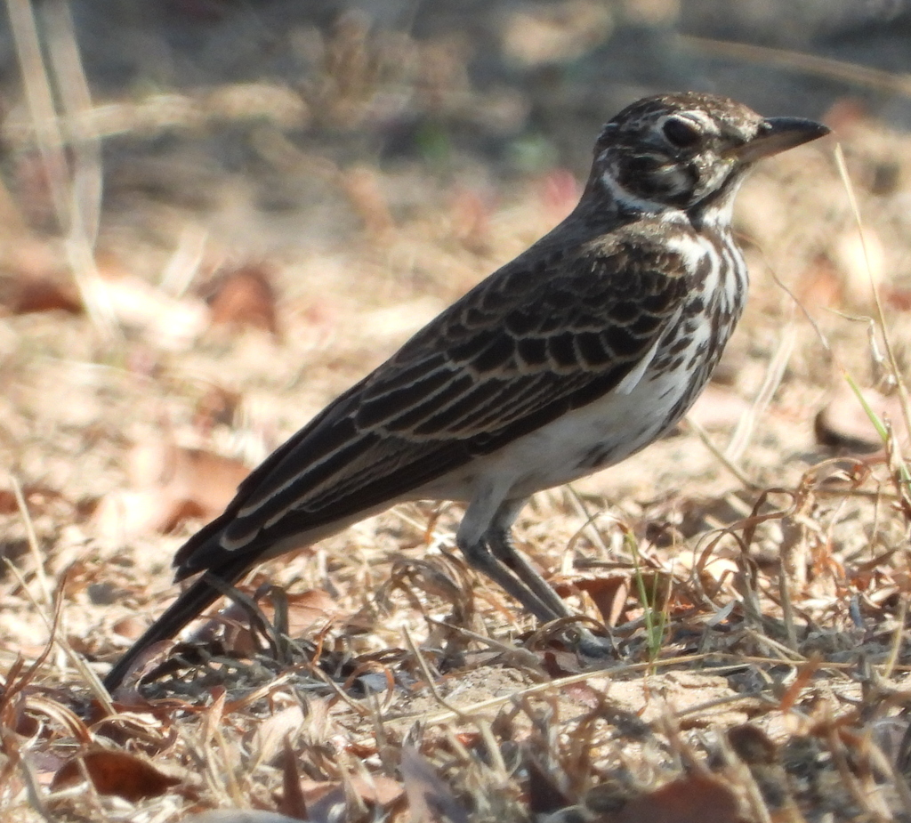 Dusky Lark