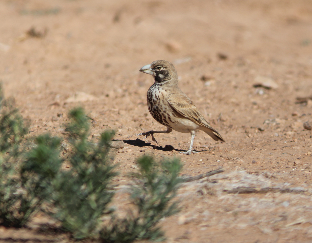 Thick-billed Lark