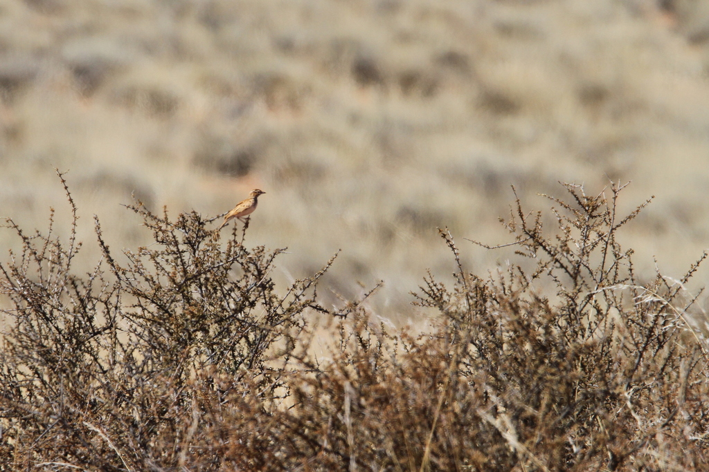 Red Lark