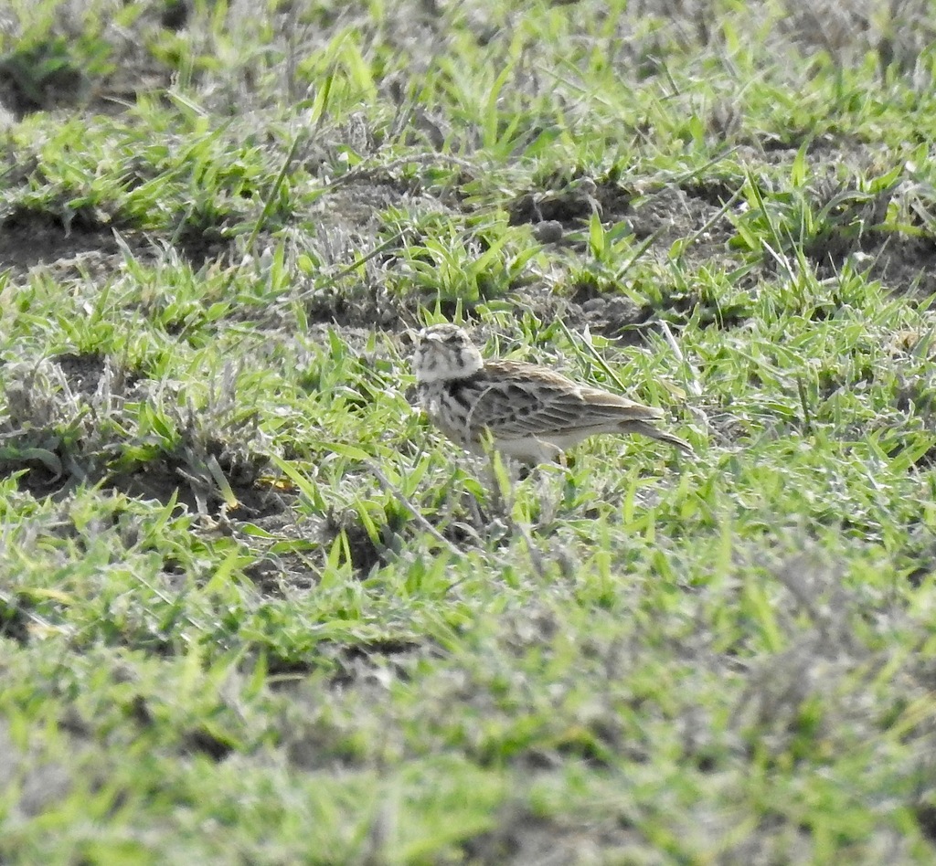 Short-tailed Lark