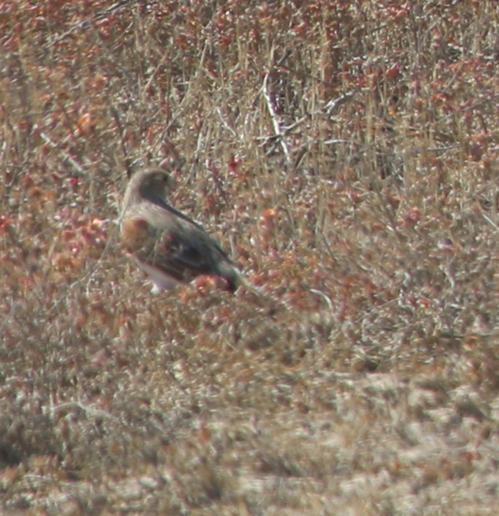 White-winged Lark