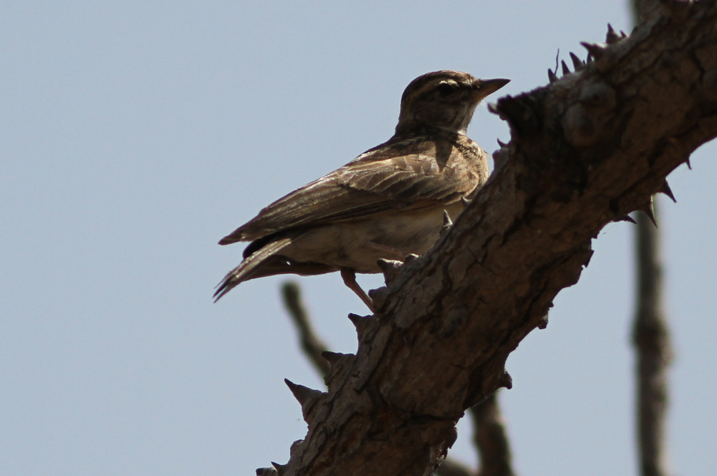 Sun Lark