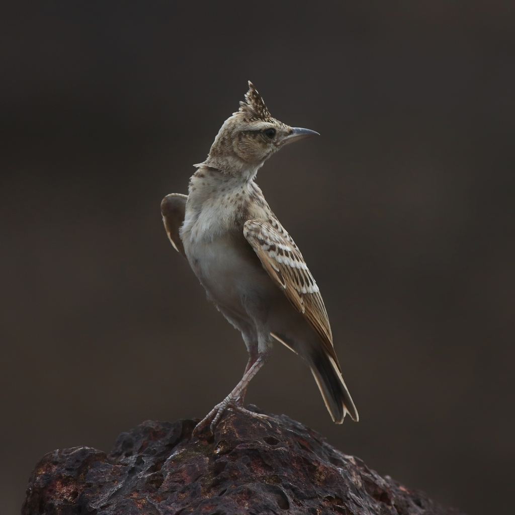 Malabar Lark