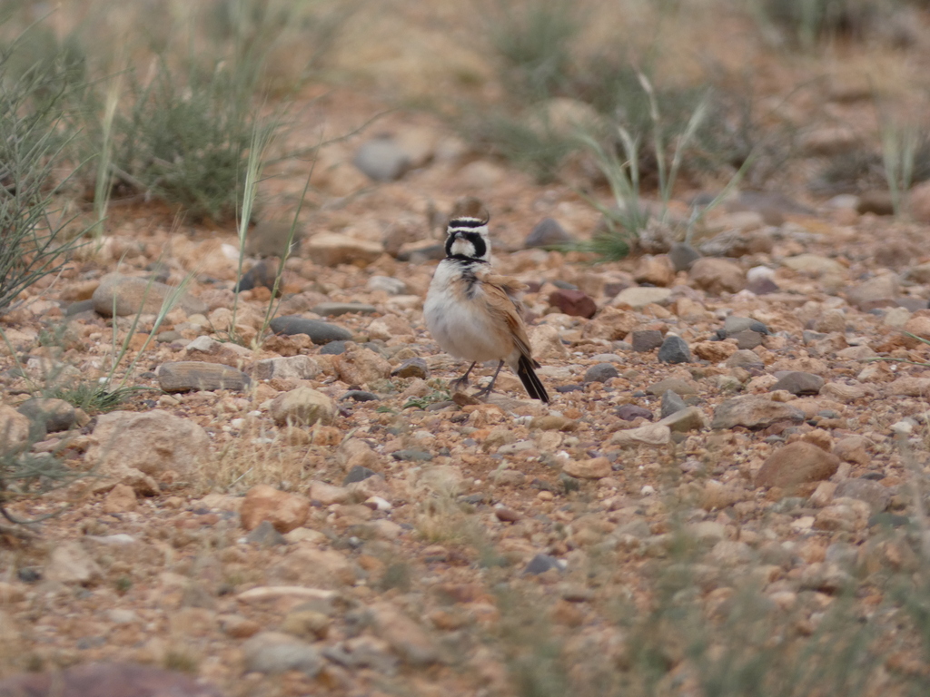 Temminck’s Lark
