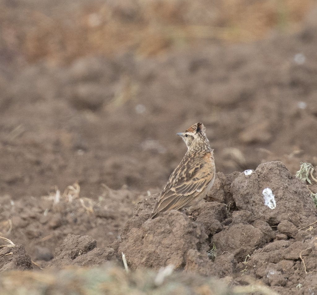 Blanford’s Lark
