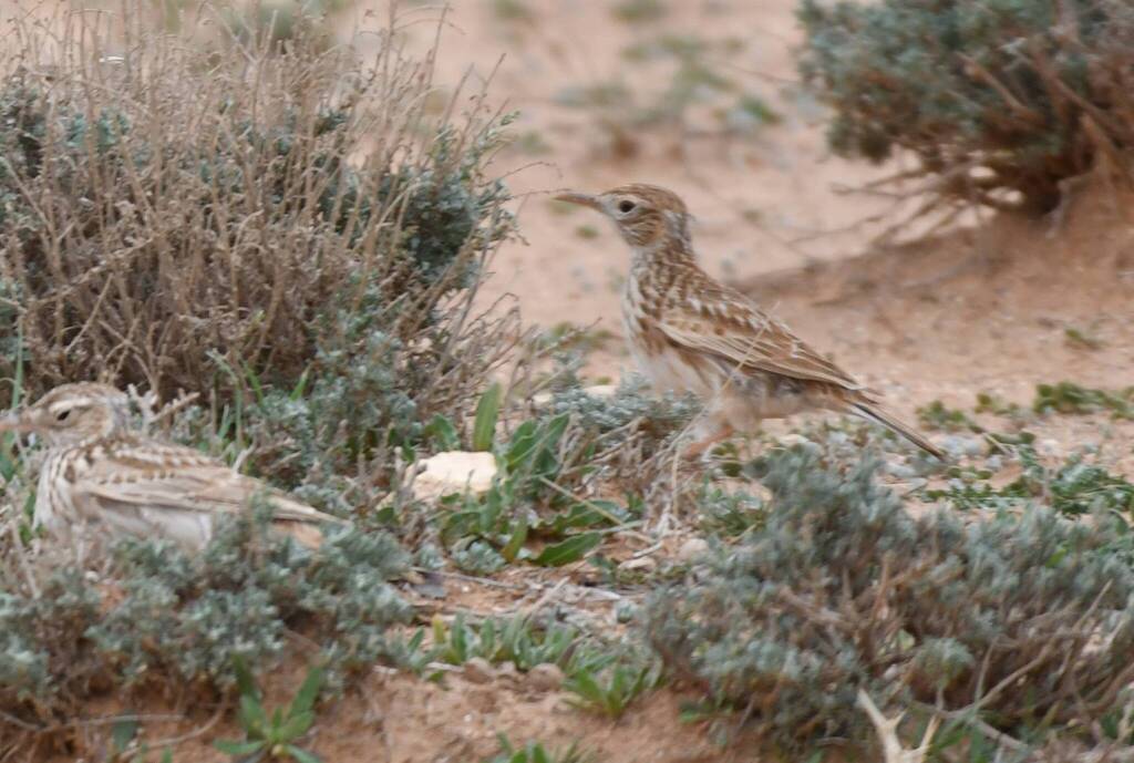 Dupont’s Lark