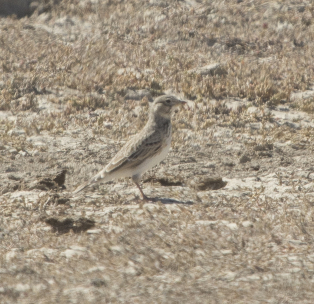 Turkestan Short-toed Lark