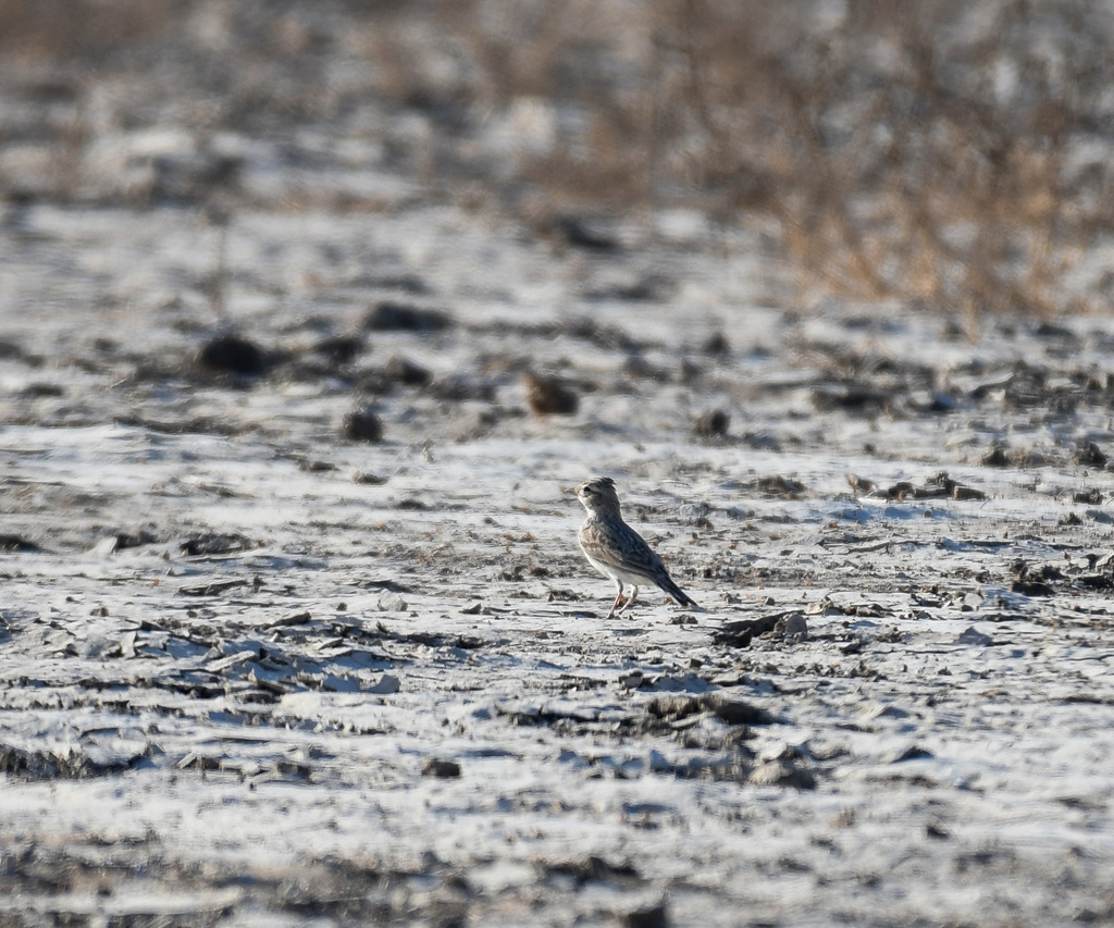 Sand Lark