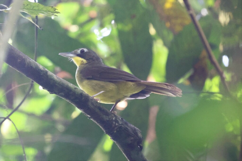Red-tailed Bristlebill
