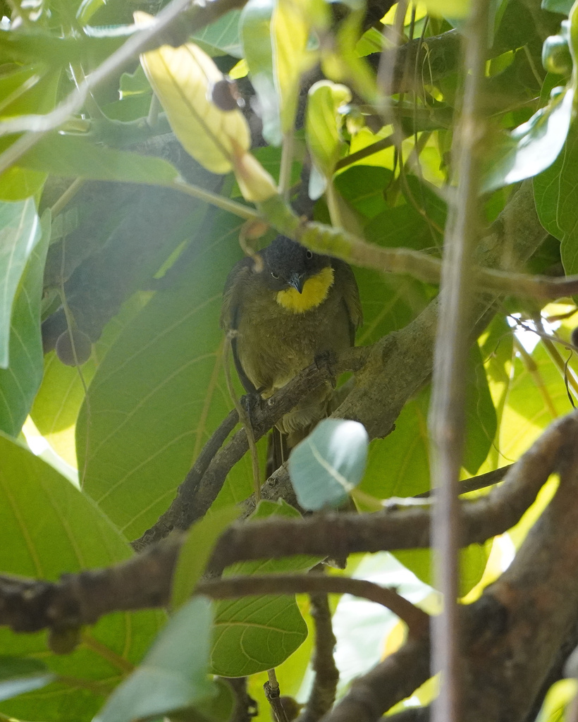 Yellow-gorgeted Greenbul