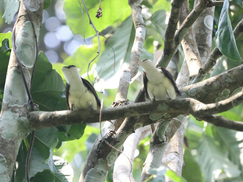 Spotted Greenbul