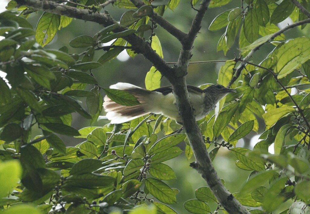 Swamp Palm Bulbul