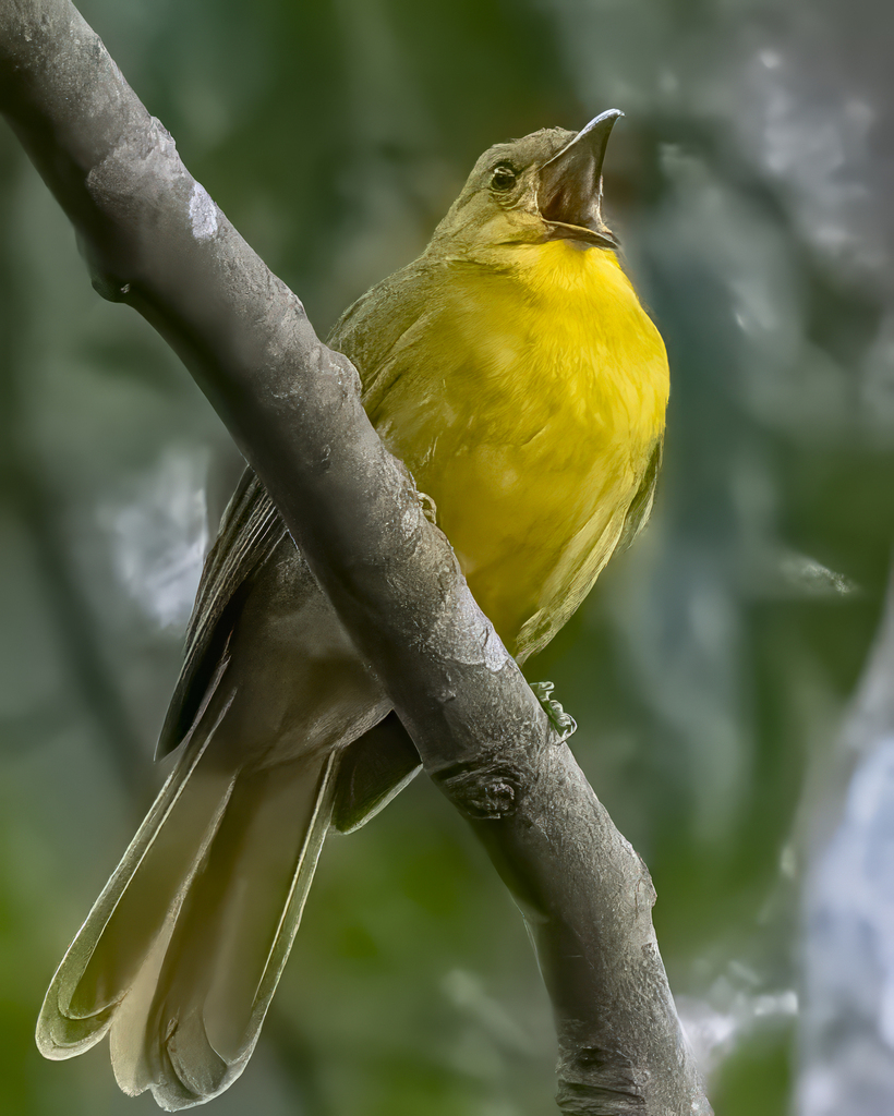Joyful Greenbul