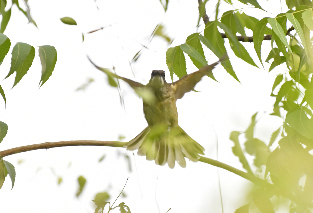 Simple Greenbul