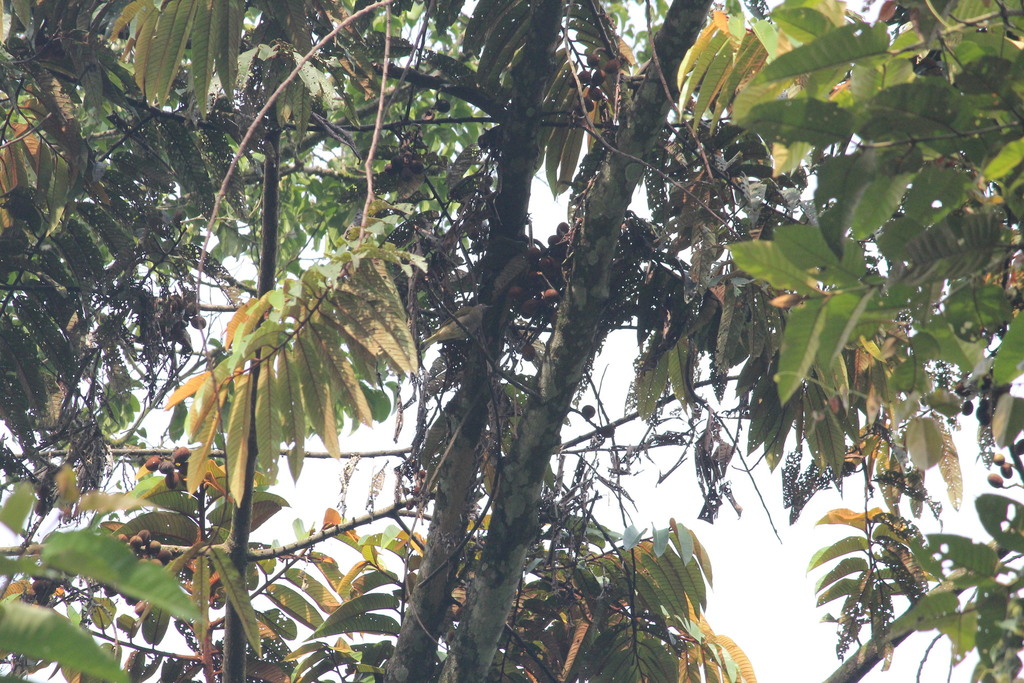 Honeyguide Greenbul