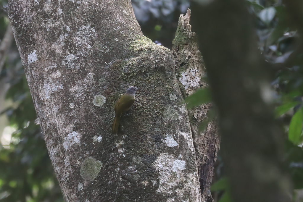 Shelley’s Greenbul