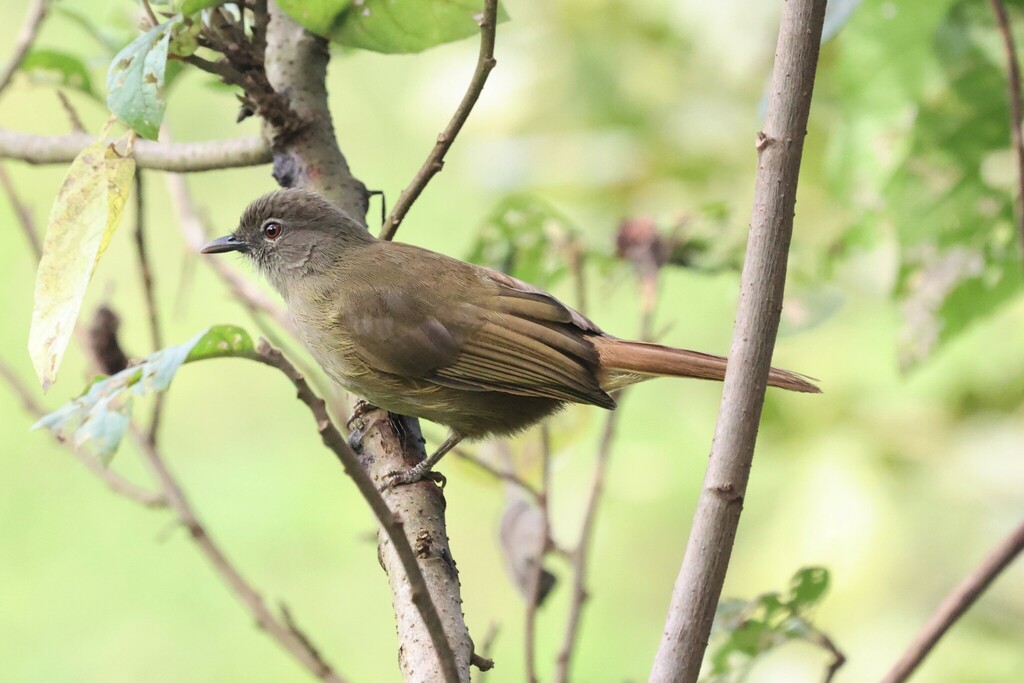 Plain Greenbul