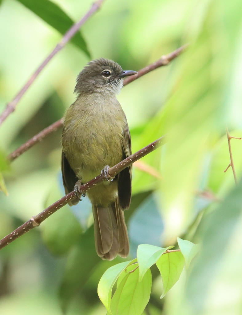 Little Grey Greenbul