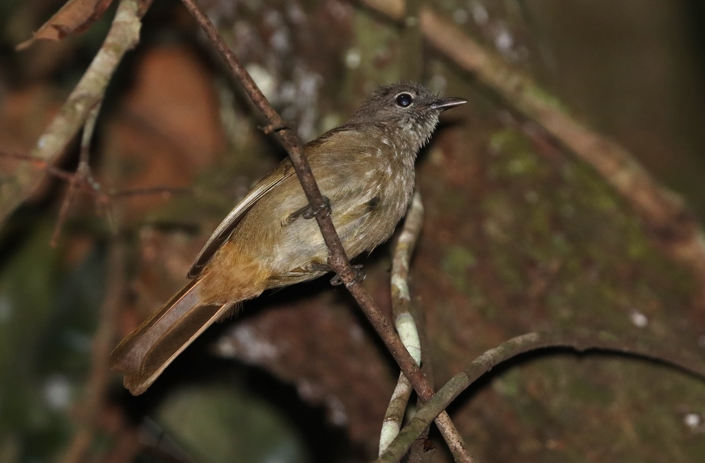Ansorge’s Greenbul