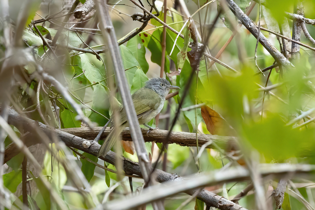 Lowland Tiny Greenbul