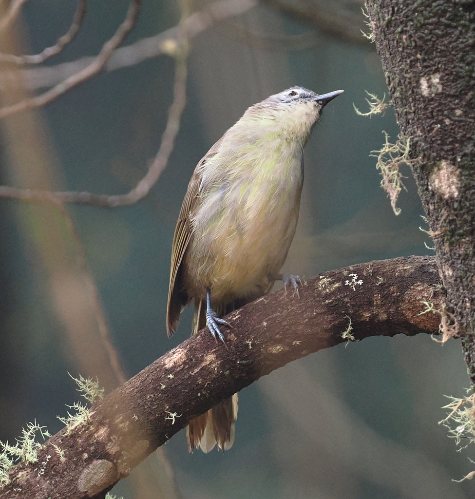 Yellow-streaked Greenbul