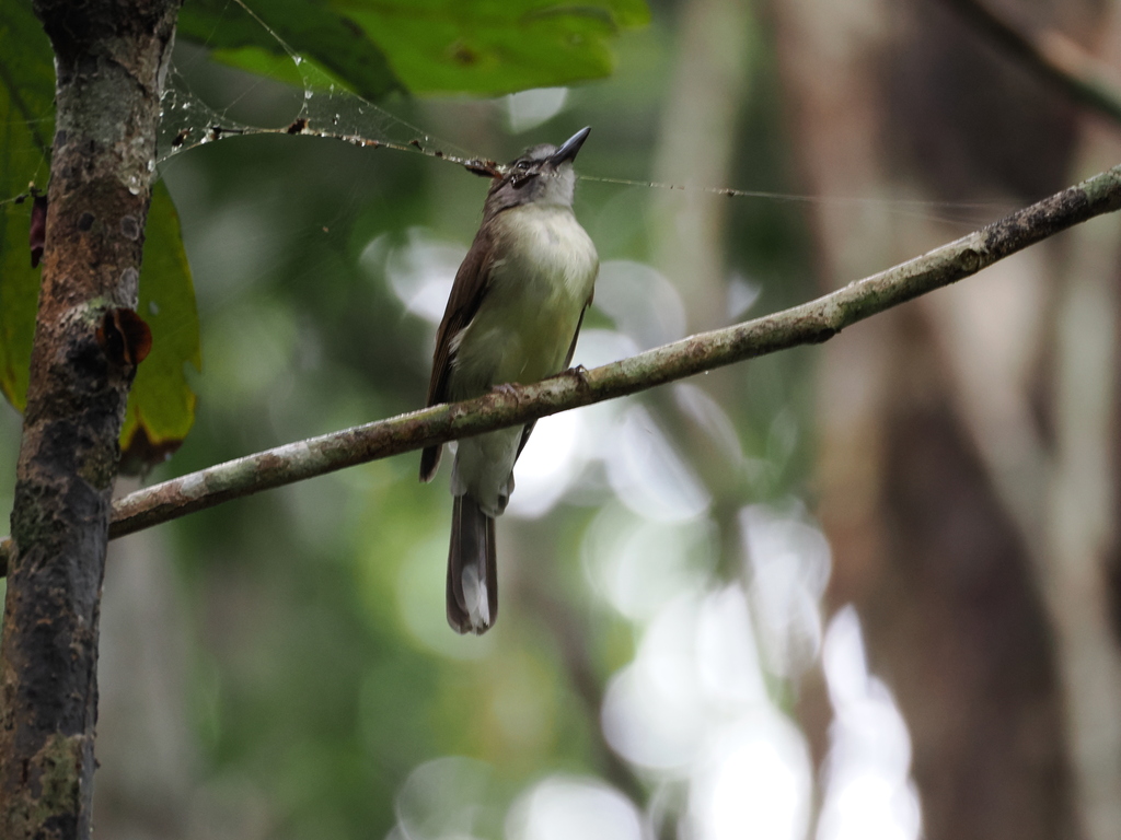 Hook-billed Bulbul
