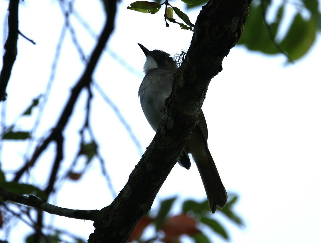 Cinereous Bulbul