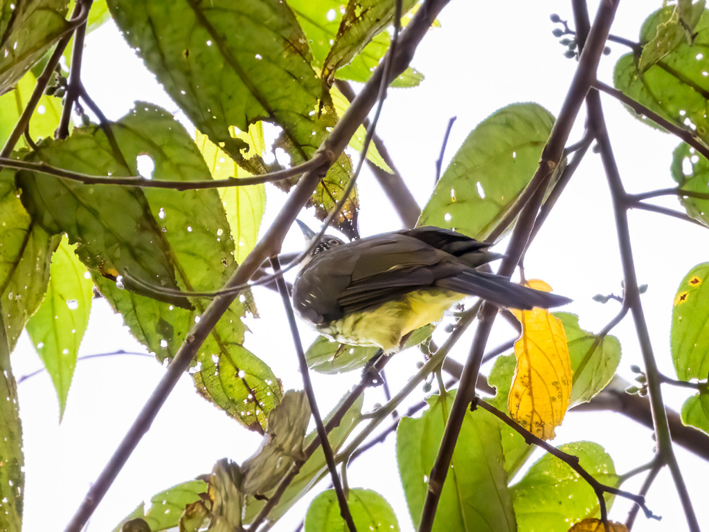 Cream-striped Bulbul