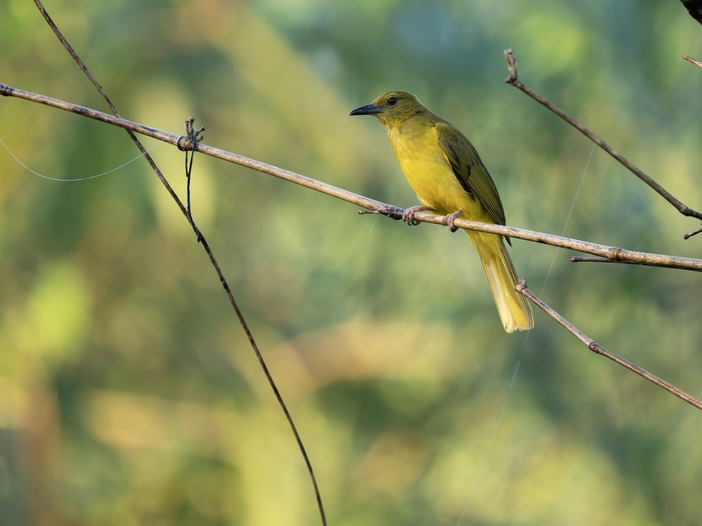 Sula Golden Bulbul