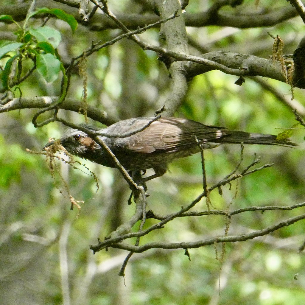 Brown-eared Bulbul