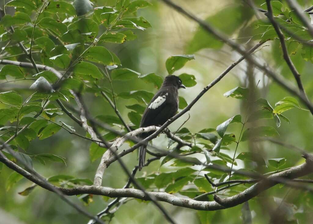 Black-and-white Bulbul