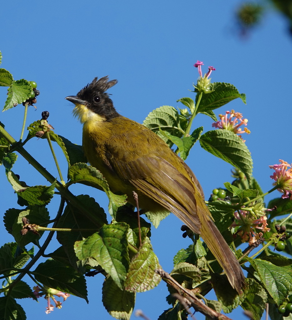 Bornean Bulbul
